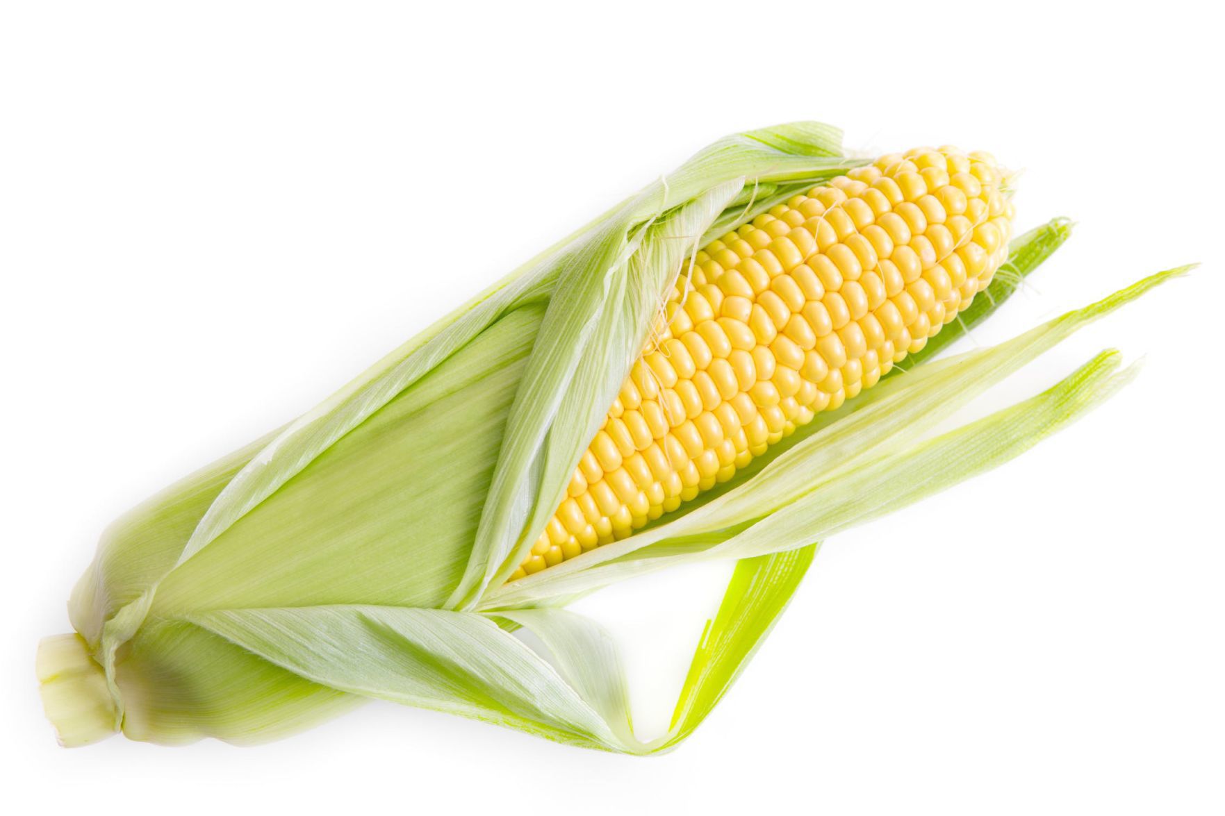 Stalk of corn